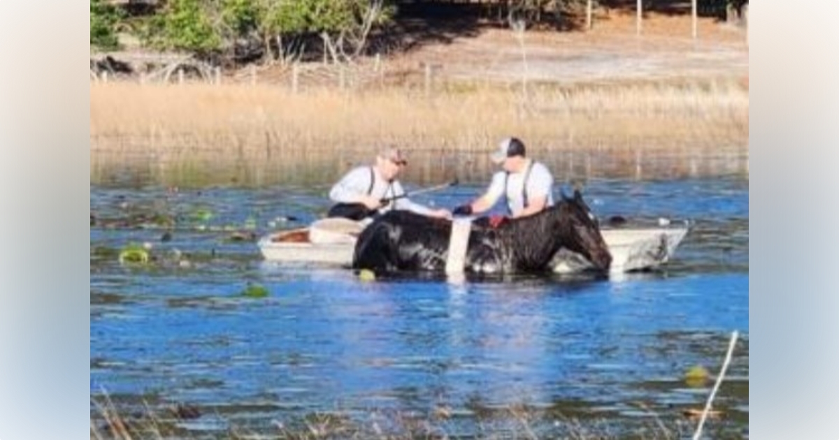 Marion County firefighters rescue horse trapped in pond 1
