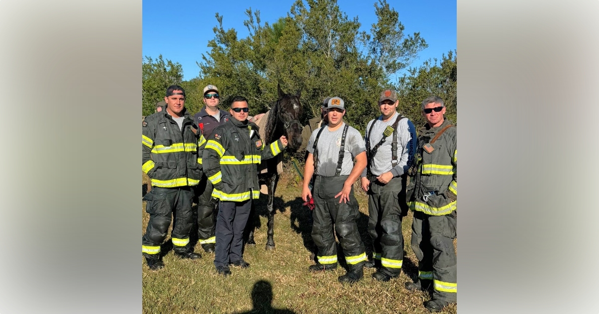 Marion County firefighters rescue horse trapped in pond 3