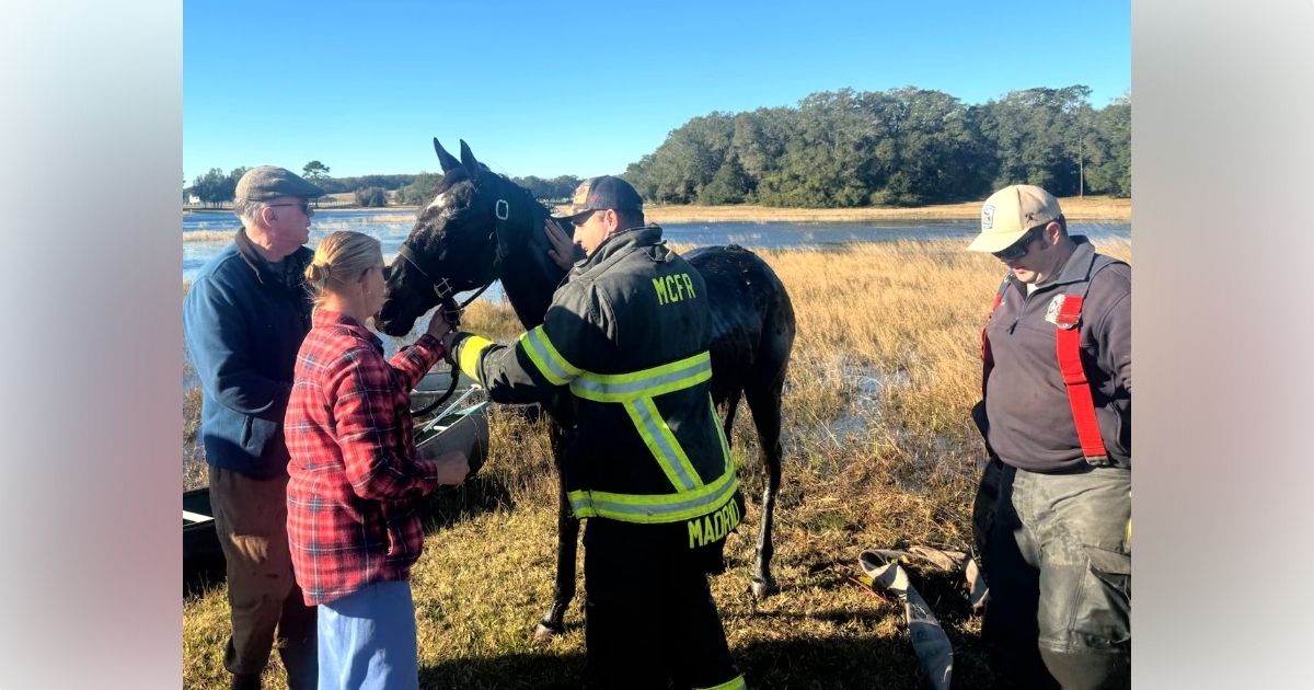 Marion County firefighters rescue horse trapped in pond 4