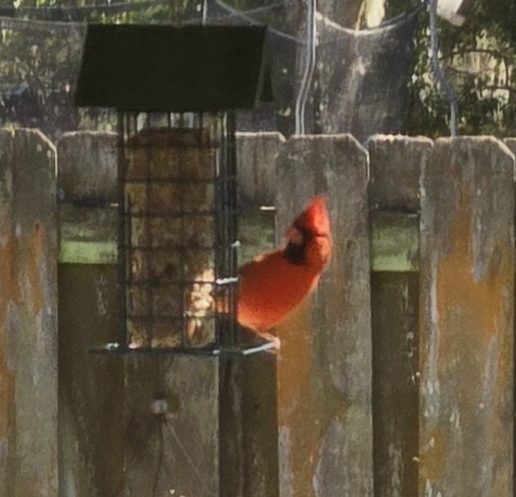 Northern cardinal visiting Ocala backyard