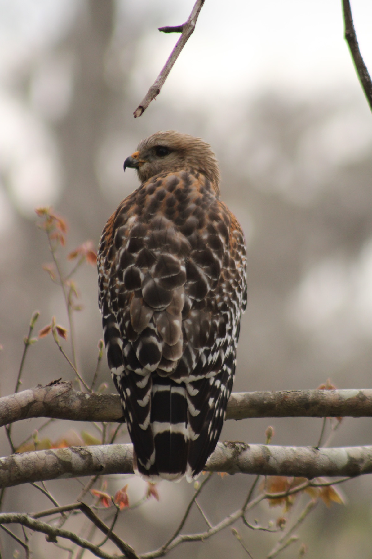 Red-shouldered hawk overlooking the Silver River