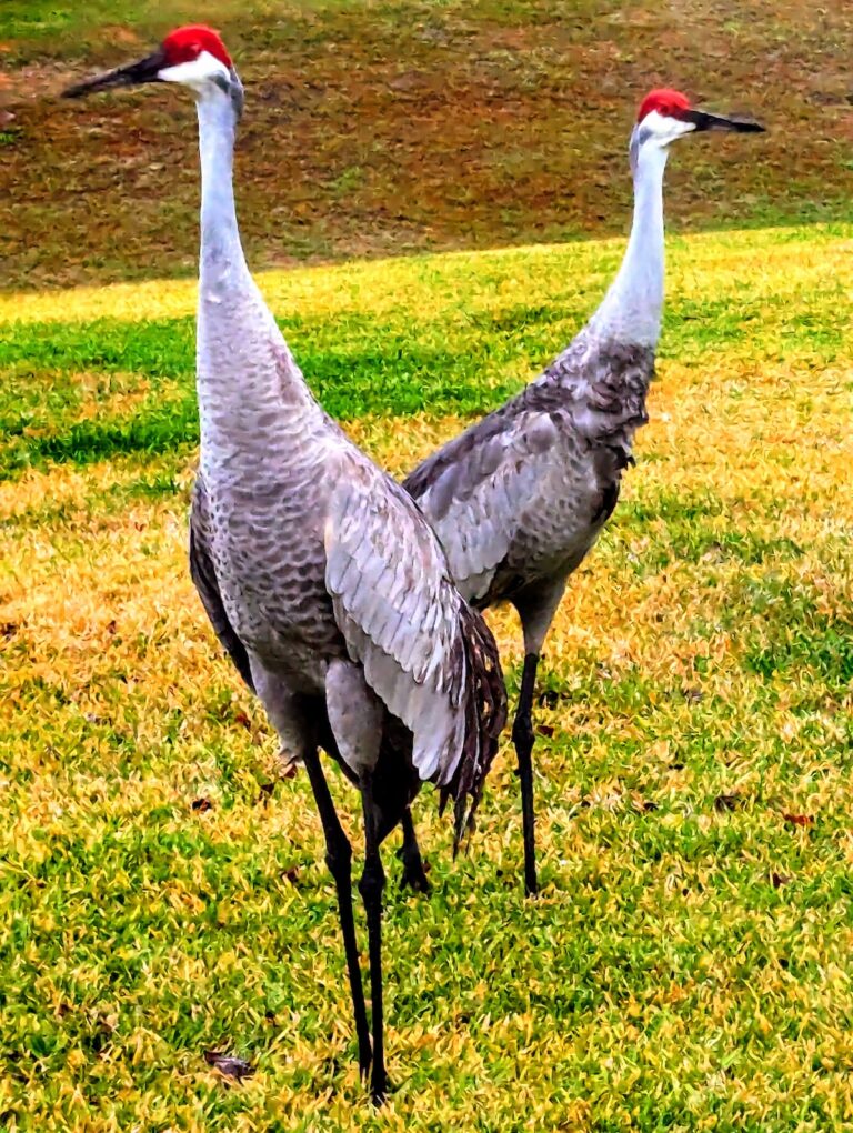 Sandhill cranes visiting SummerGlen Community in Ocala
