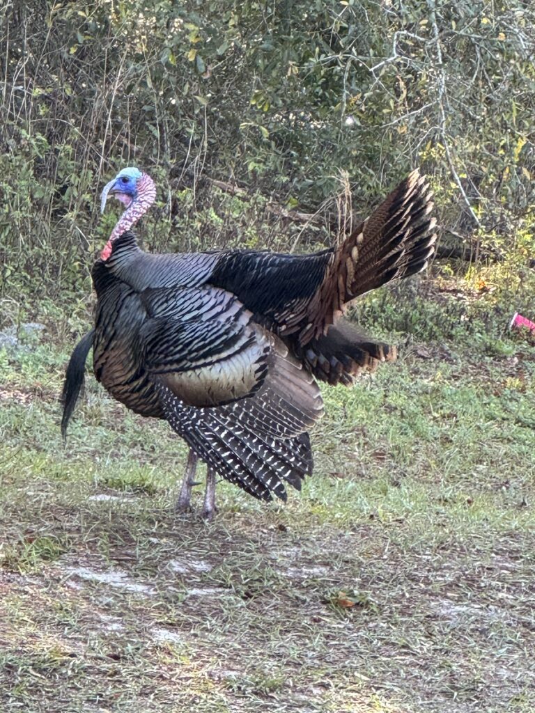 Wild turkey spotted off Hwy 200 in Ocala