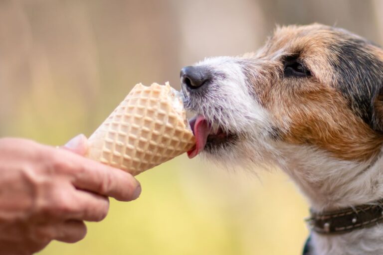 dog eating ice cream cone (stock image)