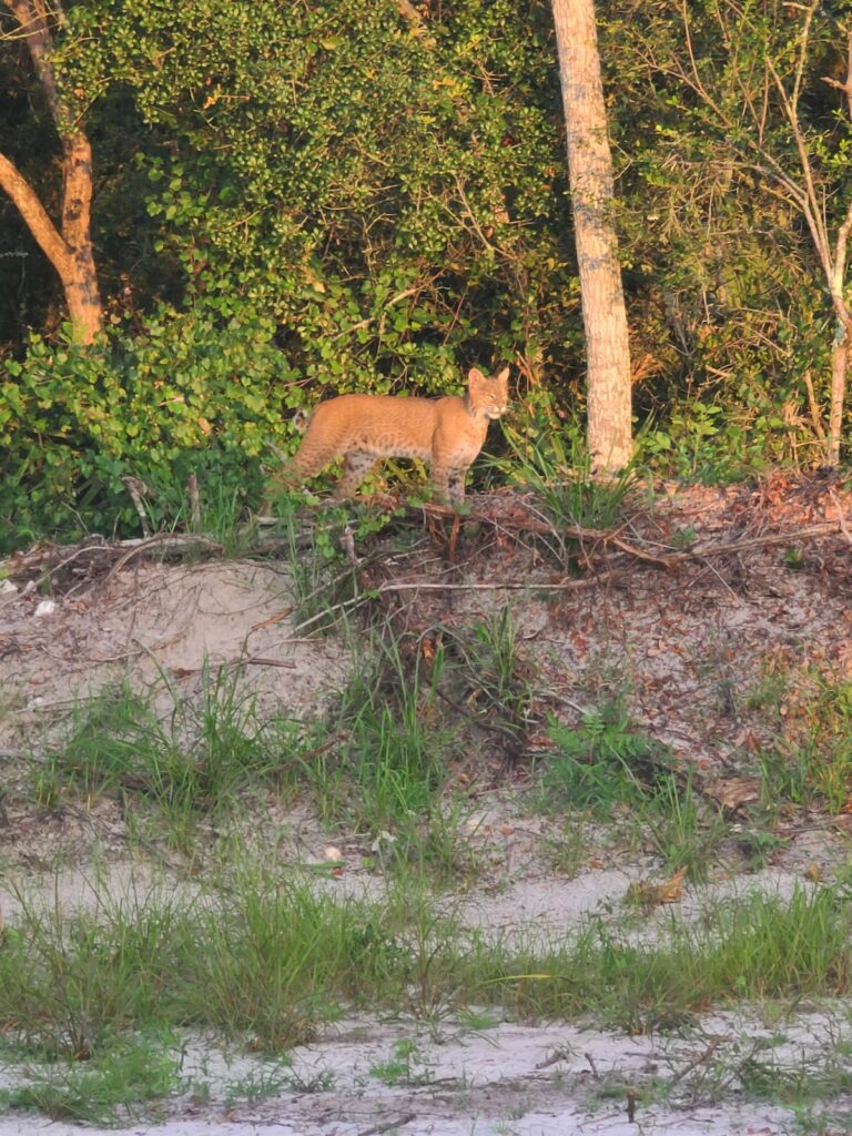 Another bobcat sighting in Ocala