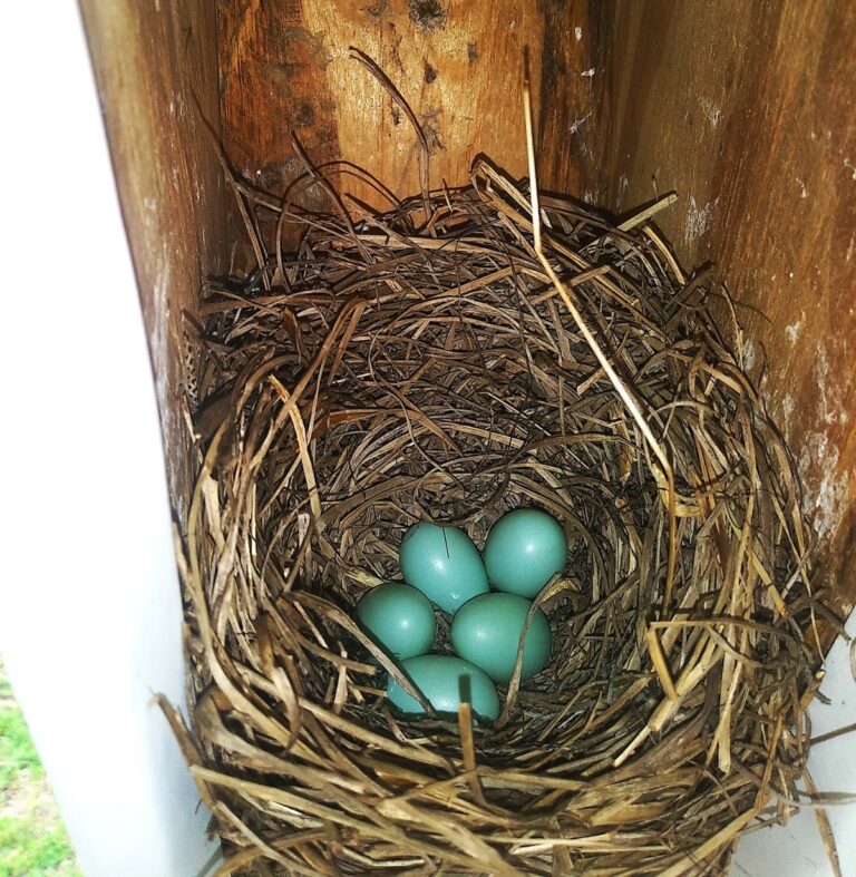 Bluebird nest discovered on Withlacoochee State Trail