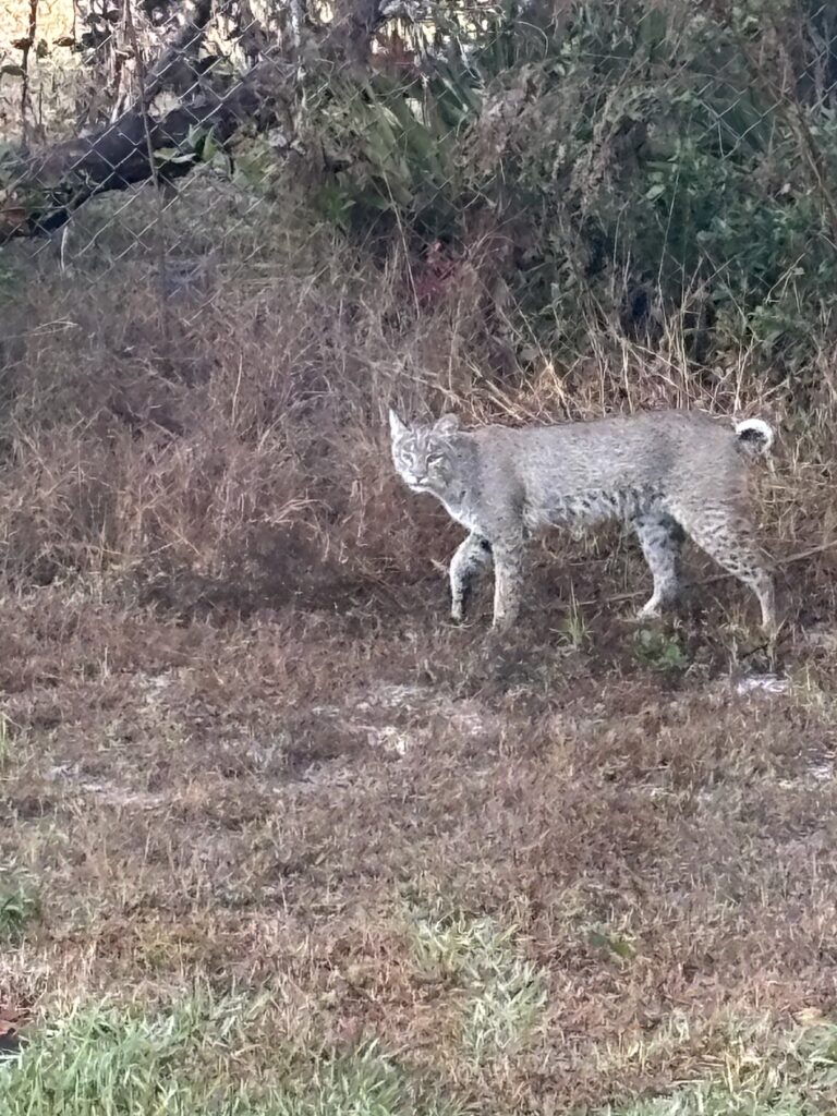 Bobcat spotted in Marion Oaks