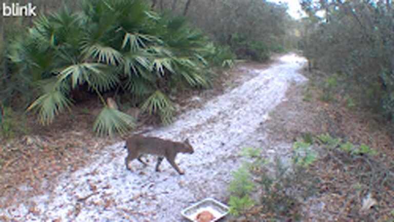 Bobcat spotted in Micanopy