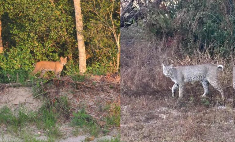 Bobcats in Ocala and Marion County