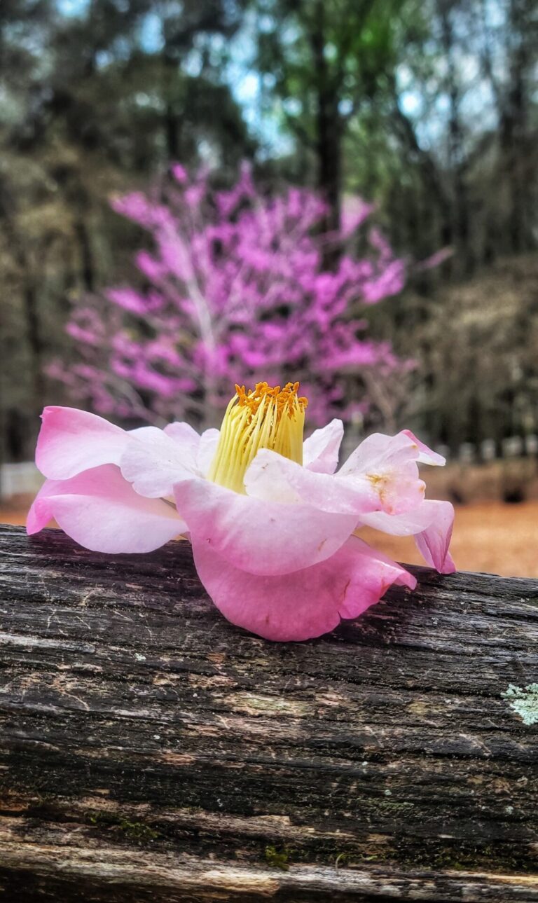 Camellia in bloom at Sholom Park in Ocala