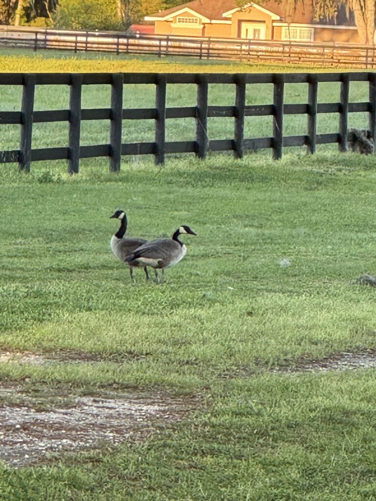 Canada geese at Double Diamond Farm in Ocala