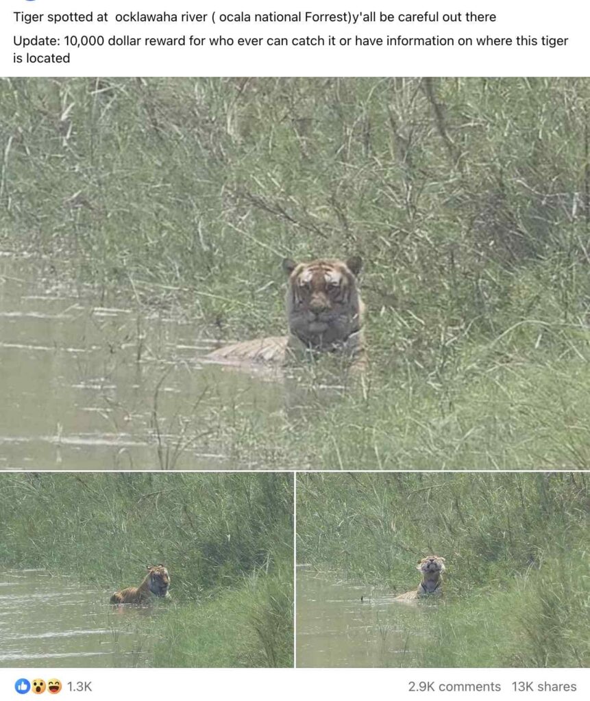 Dre Mattox shares fake photos of tiger at Ocala National Forest
