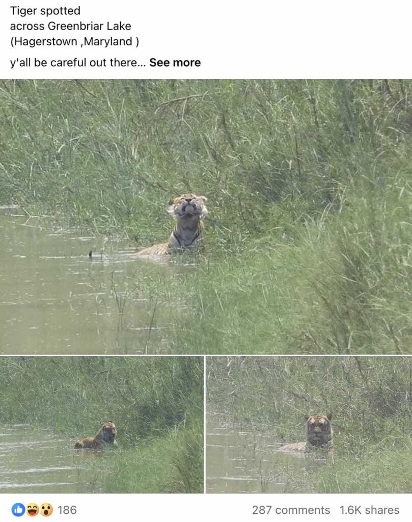 Facebook user shares fake photos of tiger