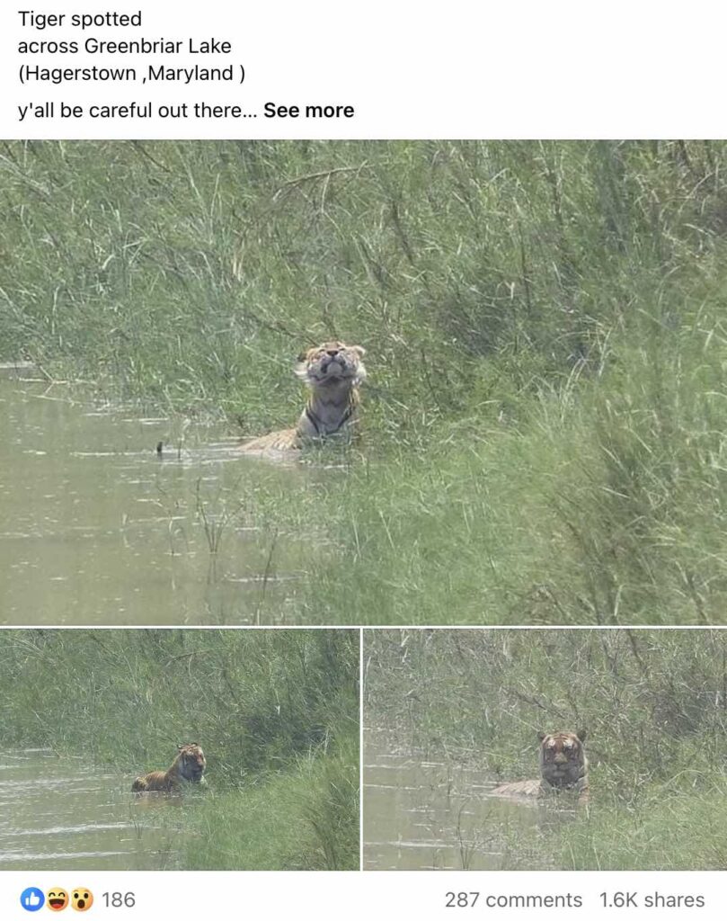 Facebook user shares fake photos of tiger Facebook user shares fake photos of tiger