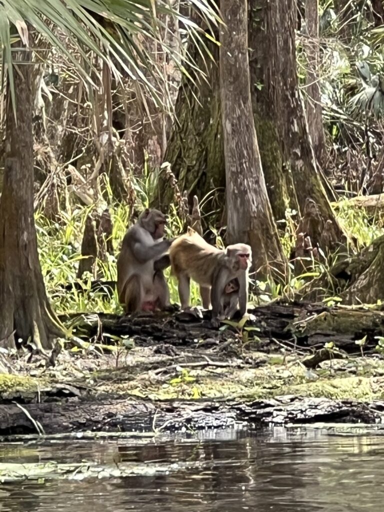 Family of monkeys at Silver Springs State Park