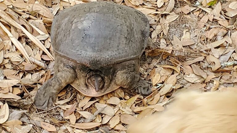 Florida softshell turtle at Price's Scrub State Park