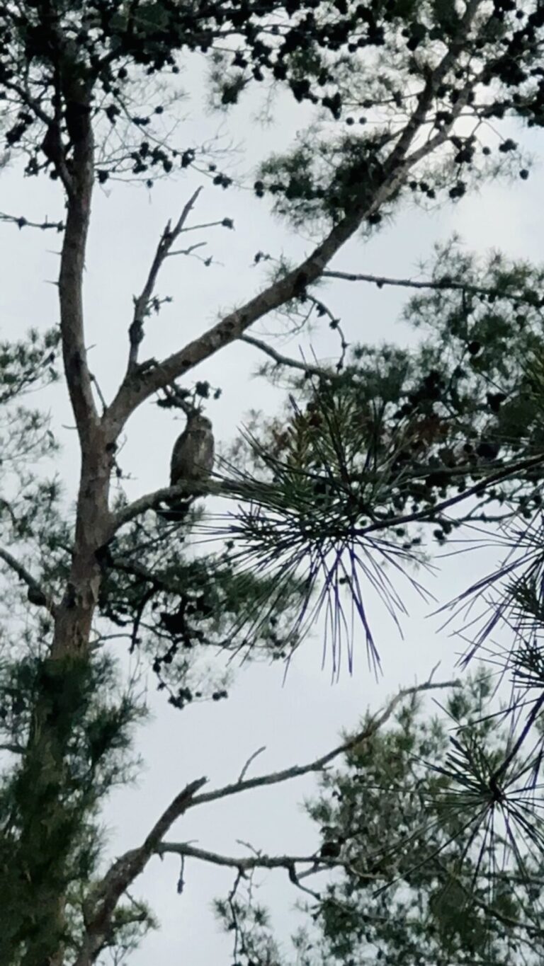Great horned owl in Marion Oaks