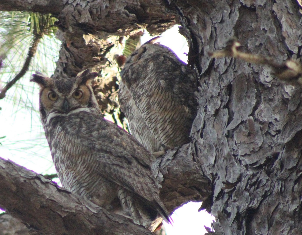 Great horned owls on Longleaf Pine Trail
