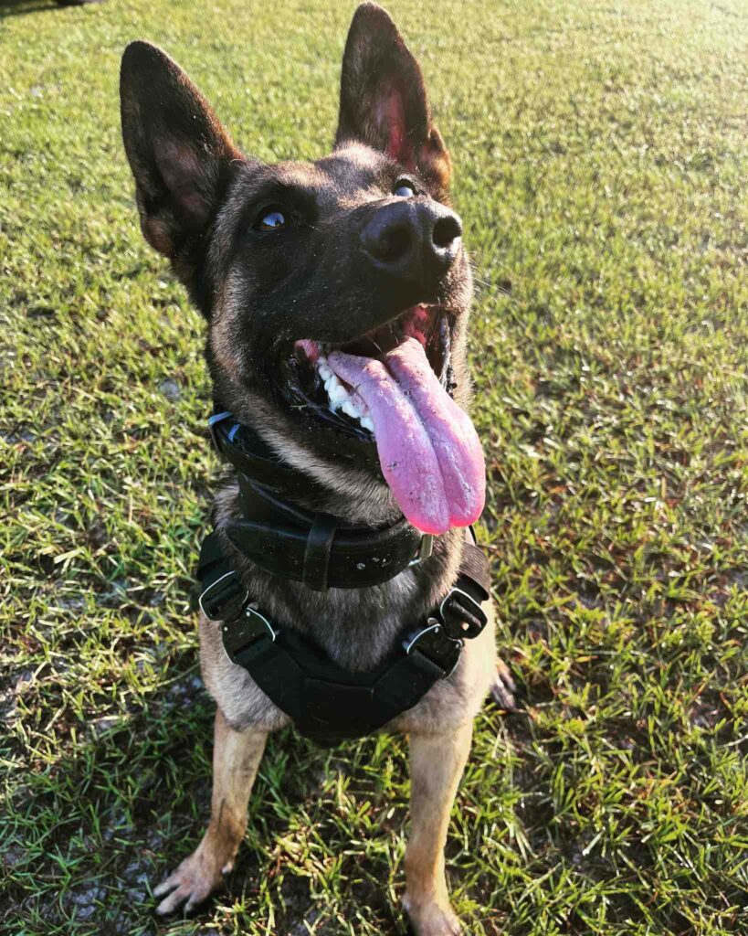 K 9 officer Rex of the Marion County Sheriff's Office