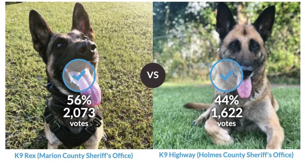 K9 Rex vs. K9 Highway in 2024 K9 March Madness competition