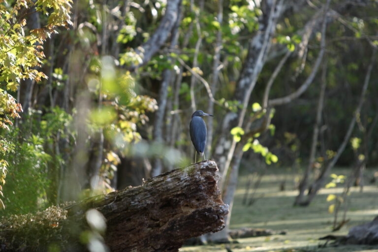 Little blue heron at Silver Springs State Park