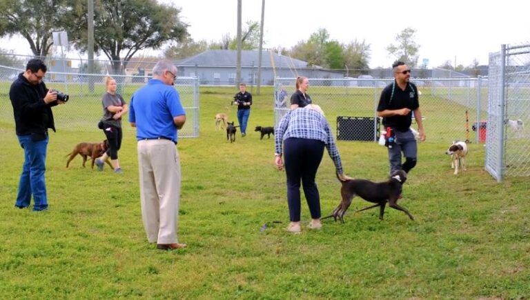 Marion County Animal Services expands play area dogs running around 2(Animal Services)