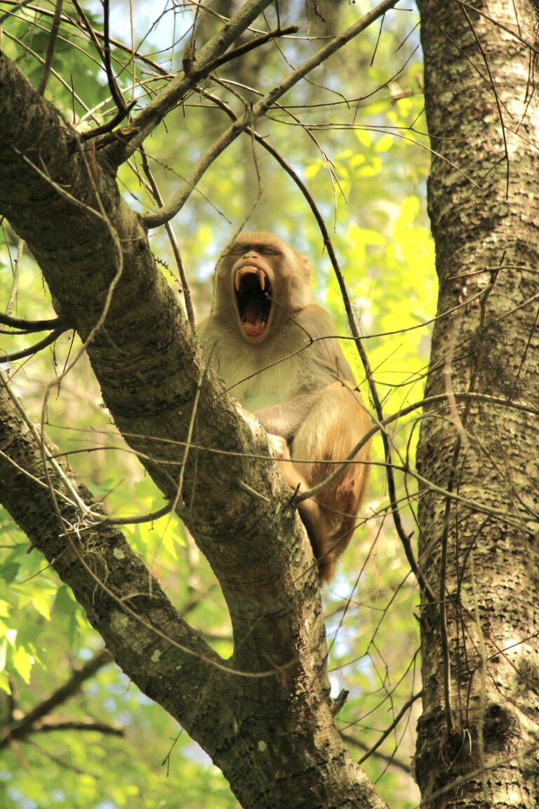 Monkey yawning at Silver Springs State Park
