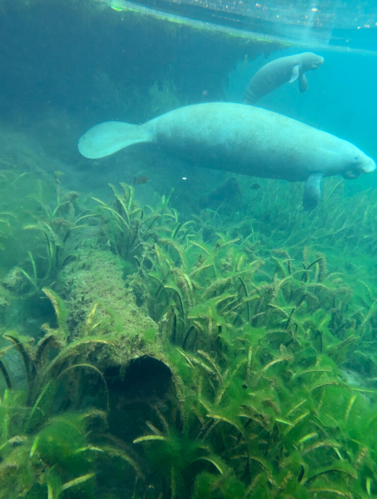 Mother manatee and calf at Silver Springs State Park