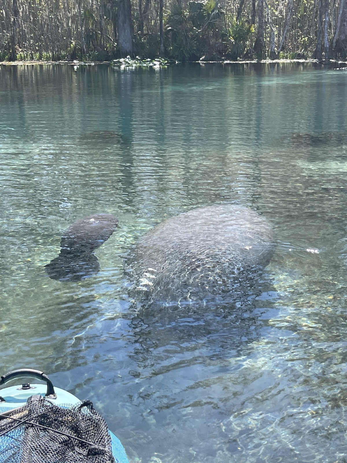 Newborn manatee calf and mother at Silver Springs State Park