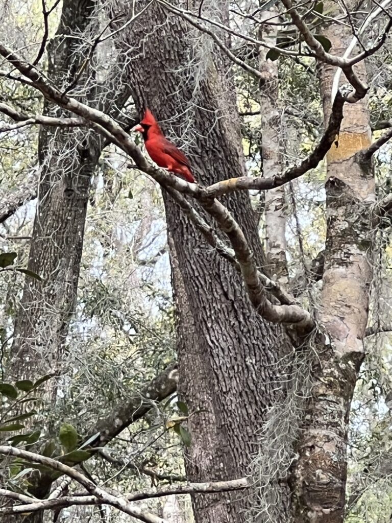 Northern cardinal visiting Hawthorne backyard