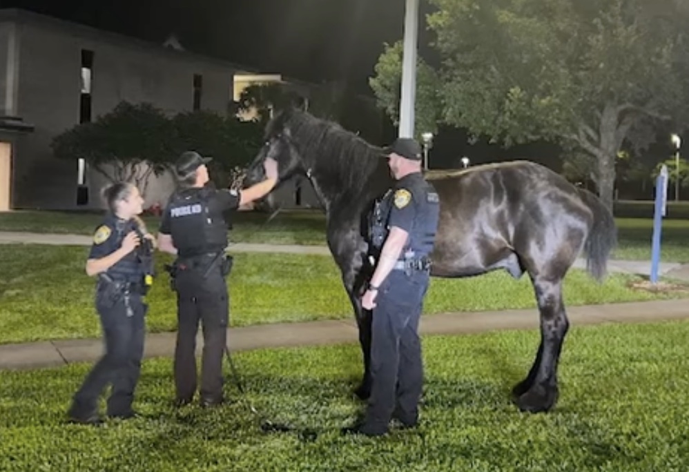 Ocala Police Department officers recover lost horse