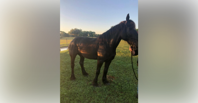Ocala police find horse in store parking lot 1