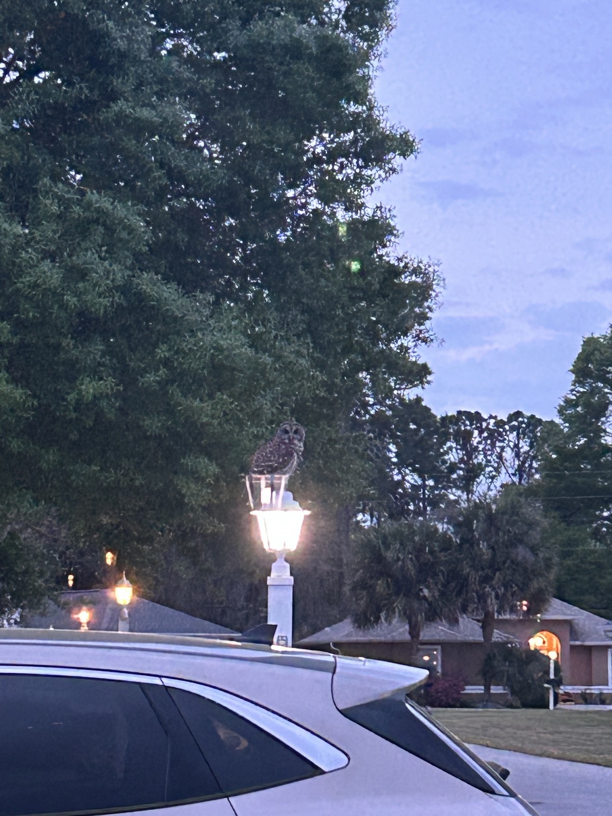 Owl perched on lamppost in Ocala neighborhood
