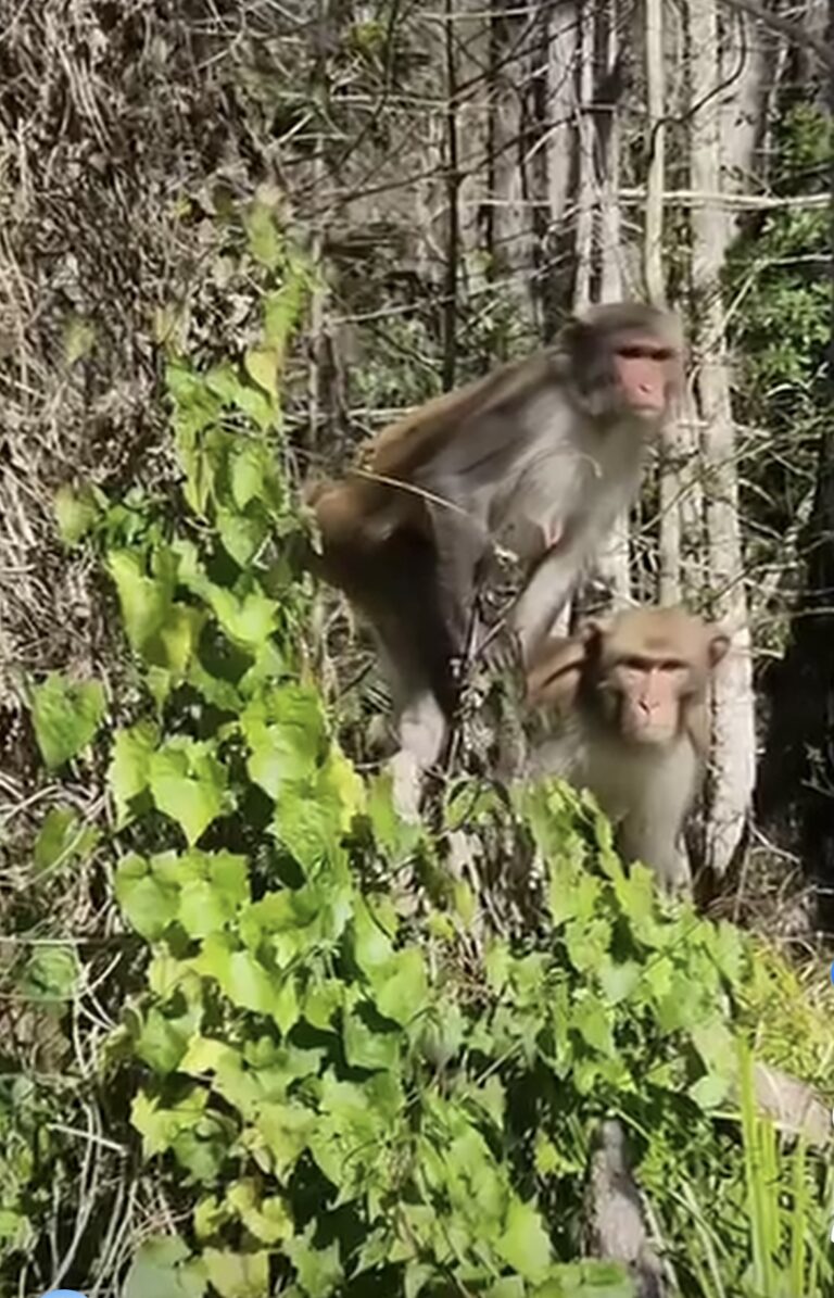 Pair of monkeys at Silver Springs State Park