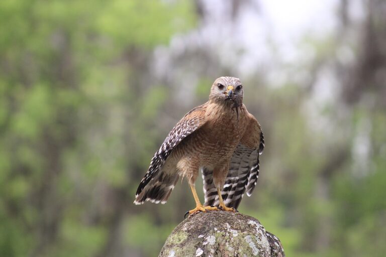 Red-shouldered hawk looking for breakfast at Silver Springs State Park