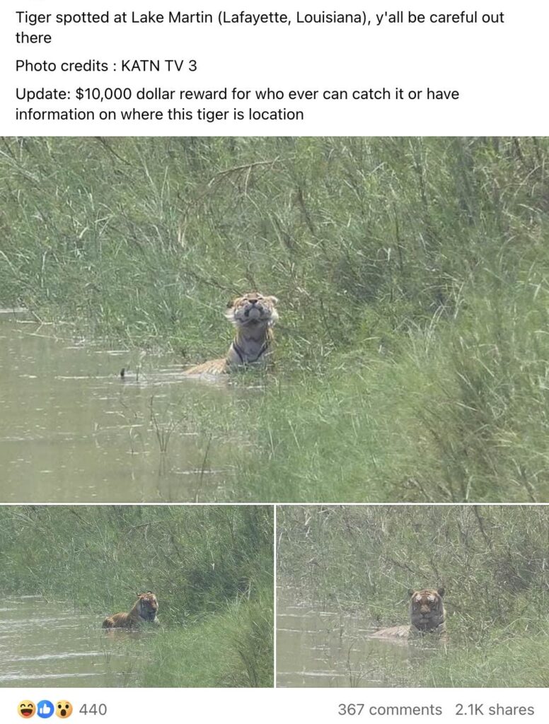 Ron Foster shared these tiger photos, claiming the animal was seen in Lafayette, Louisiana