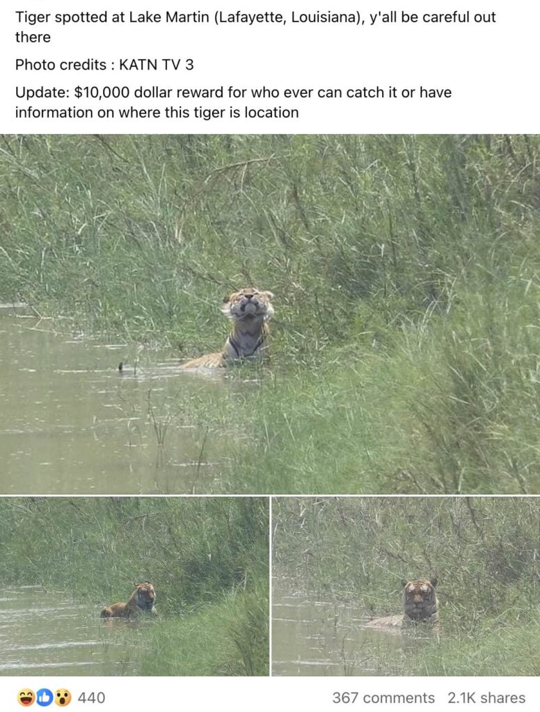Ron Foster shared these tiger photos, claiming the animal was seen in Lafayette, Louisiana Ron Foster shared these tiger photos, claiming the animal was seen in Lafayette, Louisiana
