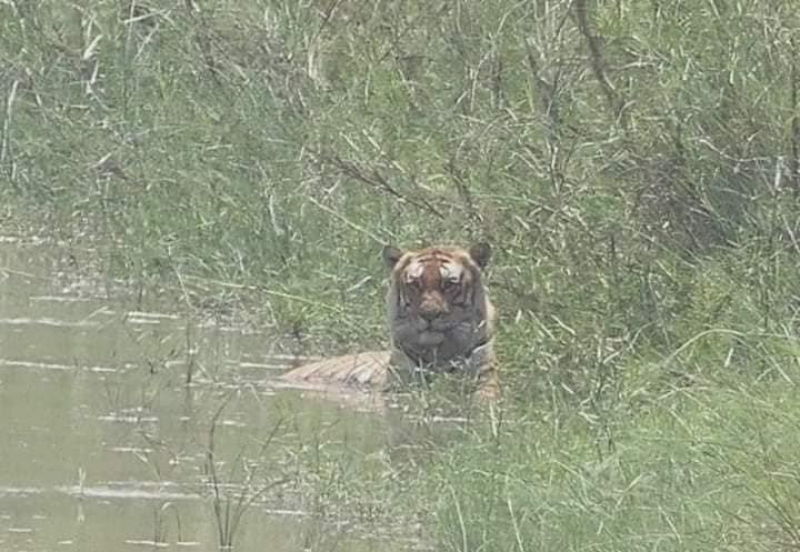Tiger purportedly seen in Ocala National Forest (2)