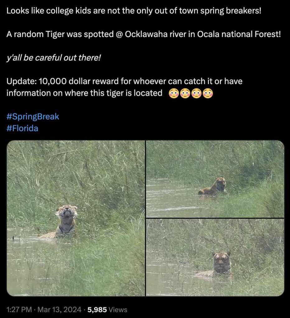 Twitter user shares photos of tiger