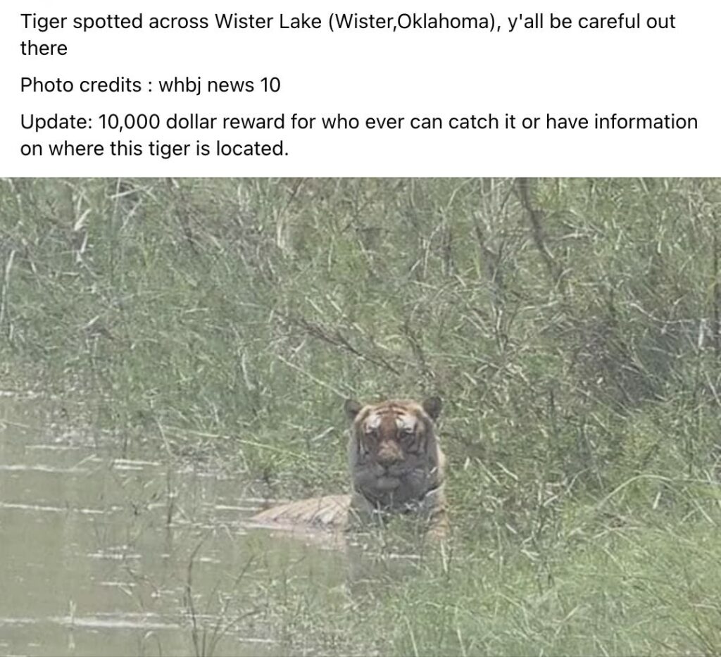 User in Oklahoma claiming tiger is in area