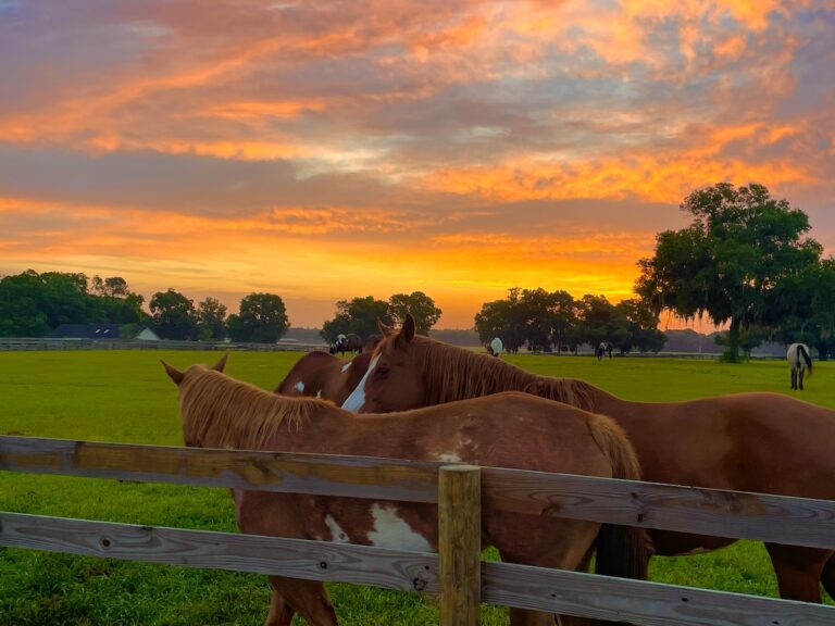Beautiful morning sunrise on horse farm near Citra