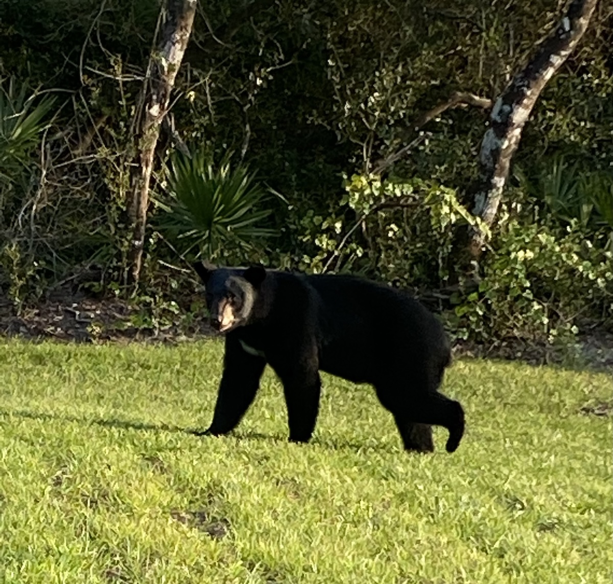 Black bear out for a stroll in Ocala