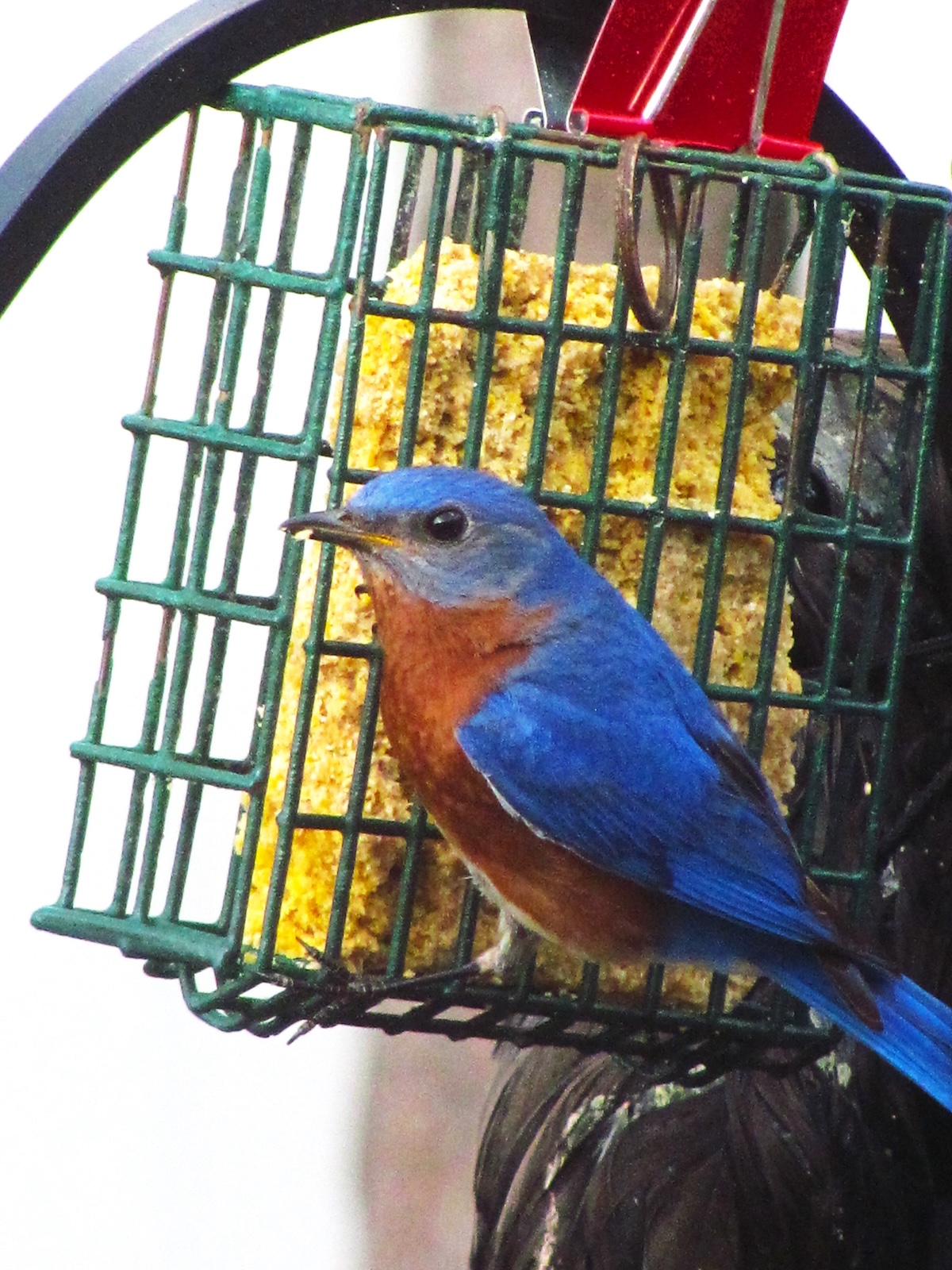 Bluebird grabbing a bite to eat in Silver Springs Shores