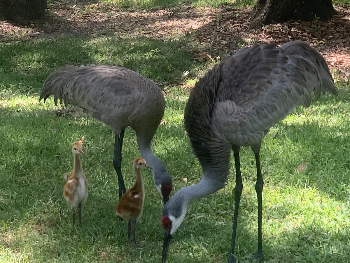 Family of sandhill cranes having breakfast in Silver Springs Shores