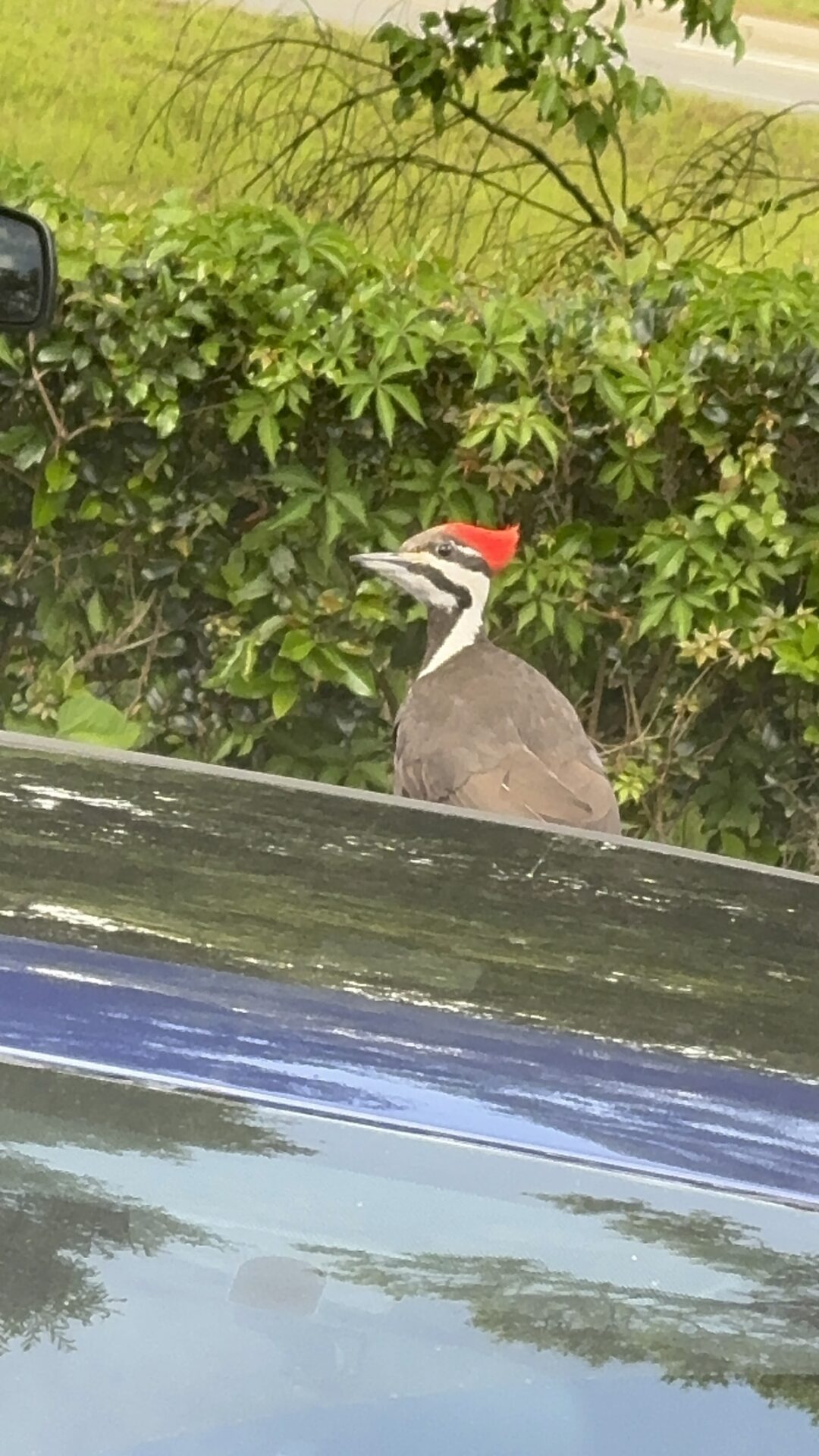 Friendly pileated woodpecker in Ocala