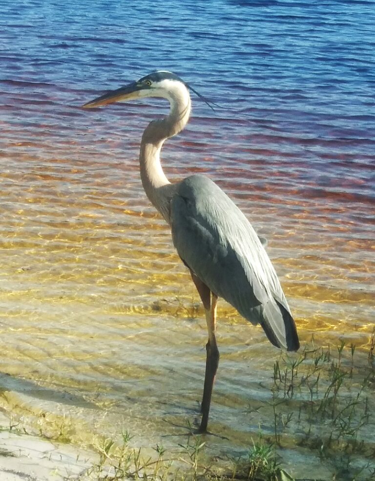 Great blue heron at Henderson Lake in Inverness