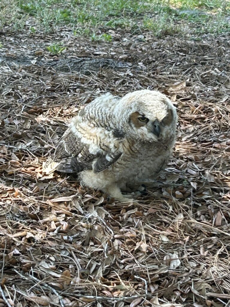 Great horned owlet at On Top of the World