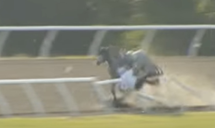 "Saintly Sister" crashes into fence while racing an under tack workout at OBS. 