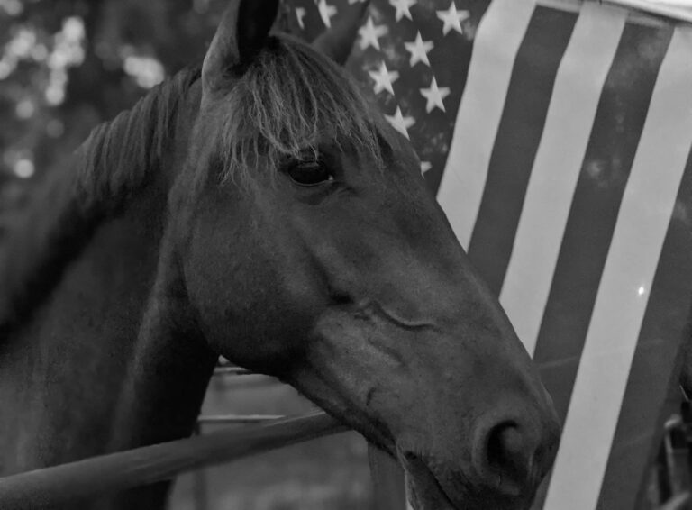 Horse with American flag in background