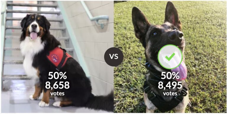 K 9 Rex is trailing in votes as of Tuesday afternoon